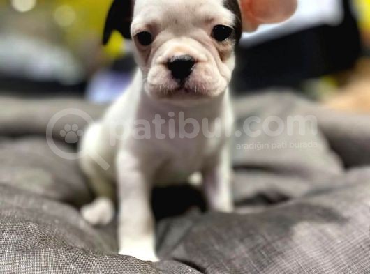Tosuncuk Gibi French Bulldog Yavrular