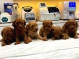 2 Aylık Minicik Toy Poodle Bebekler