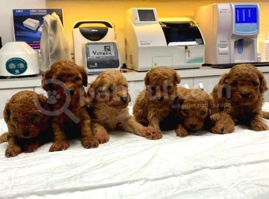 2 Aylık Minicik Toy Poodle Bebekler