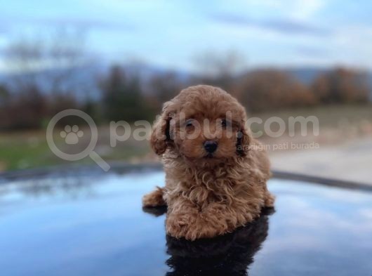 Minicik Toy Poodle Erkek Evlat görsel