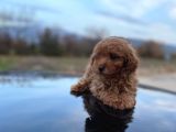 Minicik Toy Poodle Erkek Evlat