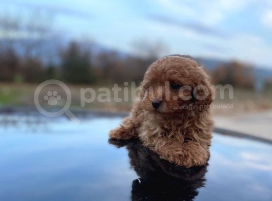 Minicik Toy Poodle Erkek Evlat