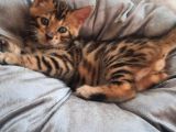 Kaplan Yavrusu Gibi Bengal Yavrusu