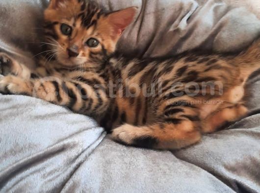 Kaplan Yavrusu Gibi Bengal Yavrusu