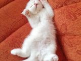 British Shorthair Tam 2 Aylık Yavrumuz