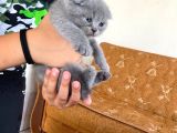 Scottish Fold Ve British Yavrularımız