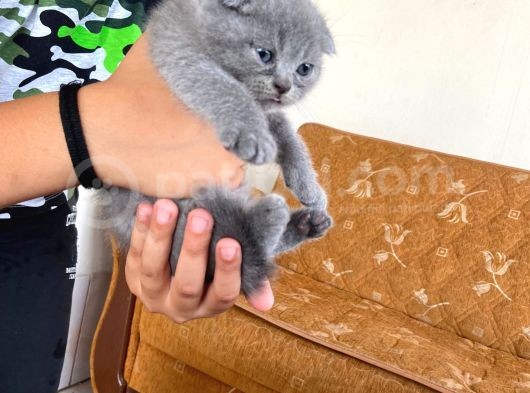 Scottish Fold Ve British Yavrularımız görsel