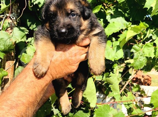 A Kalite Alman Çoban Yavruları görsel