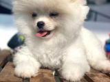Pomeranian Boo Bebeklerimiz