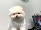 Ayı Surat Irk Ve Sağlık Garantili Maltipoo Yavrularımız