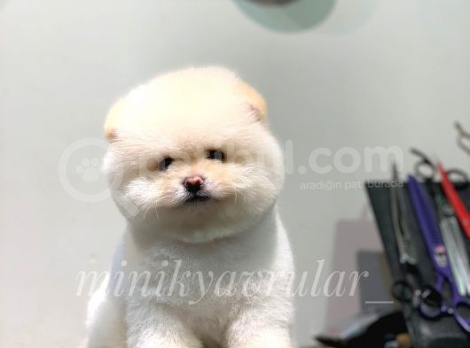 Ayı Surat Irk Ve Sağlık Garantili Maltipoo Yavrularımız görsel