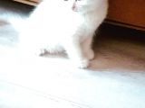 Dişi Longhair