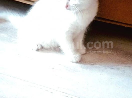 Dişi Longhair görsel