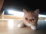 2 Aylık Exotic Shorthair Safkan