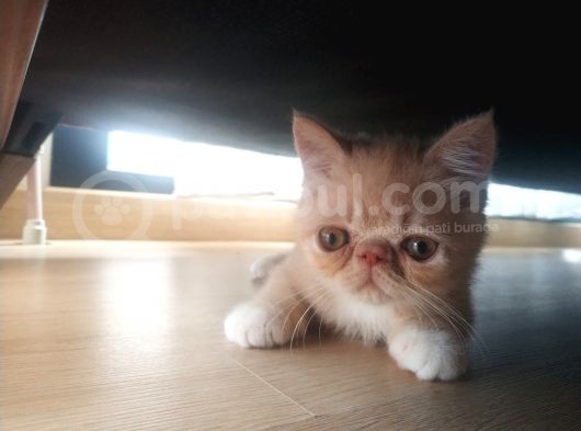 2 Aylık Exotic Shorthair Safkan