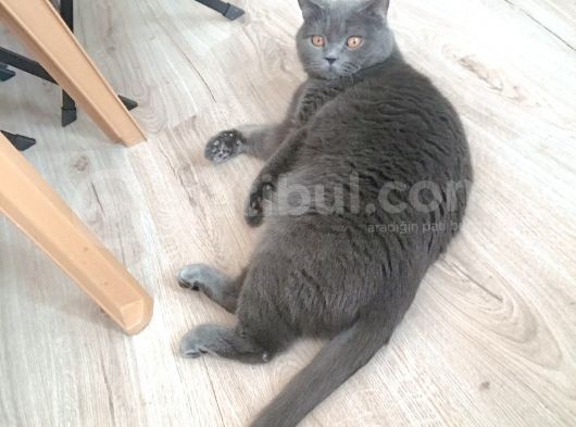 Acil Acil görsel
