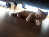 2 Aylık Exotic Shorthair Safkan