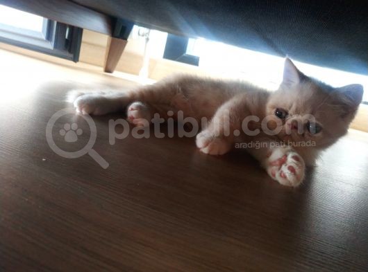 2 Aylık Exotic Shorthair Safkan görsel