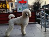 Dev Standart Poodle Yavrular