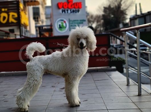 Dev Standart Poodle Yavrular görsel