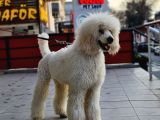 Dev Standart Poodle Yavrular