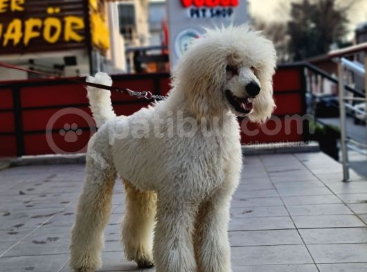 Dev Standart Poodle Yavrular görsel