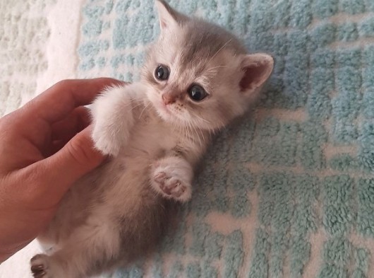 Afacan Uzaylı Blue Golden Dişi görsel