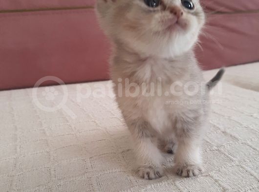 Afacan Uzaylı Blue Golden Dişi görsel