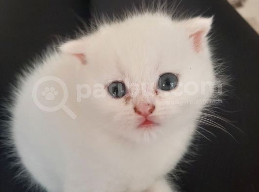 Oyuncu Prens görsel