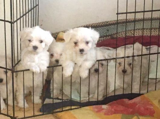 Mükemmel Maltese Terrier Yavrularımız