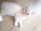 2 Aylık Exotic Shorthair Safkan