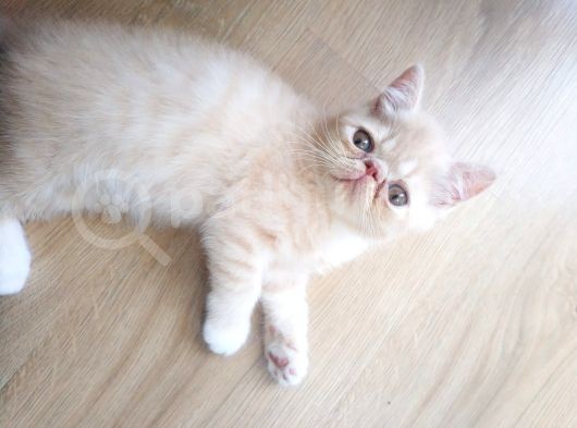 2 Aylık Exotic Shorthair Safkan görsel