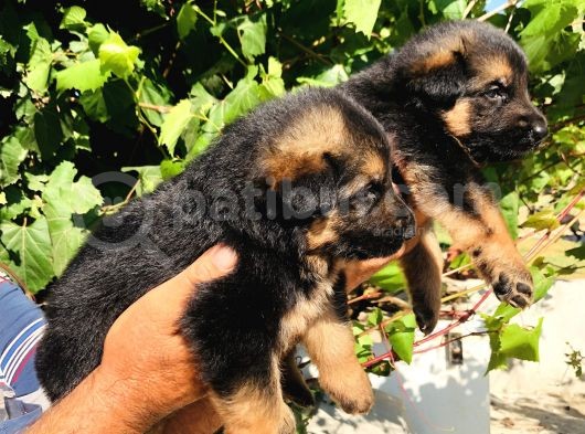 A Kalite Alman Çoban Yavruları görsel