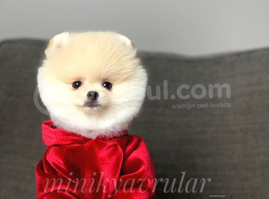 Safkan Teddy Face Pomeranian Yavrularımız görsel