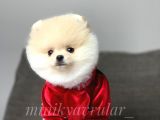 Safkan Teddy Face Pomeranian Yavrularımız