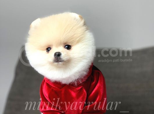 Safkan Teddy Face Pomeranian Yavrularımız görsel