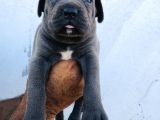 A Kalite Blue Cane Corso Yavrular