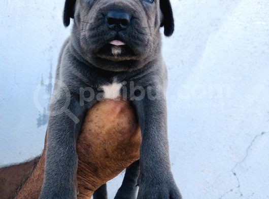 A Kalite Blue Cane Corso Yavrular görsel