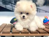 Pomeranian Boo Bebeklerimiz