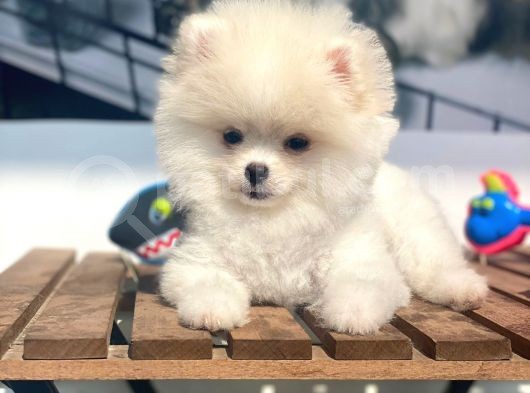 Pomeranian Boo Bebeklerimiz