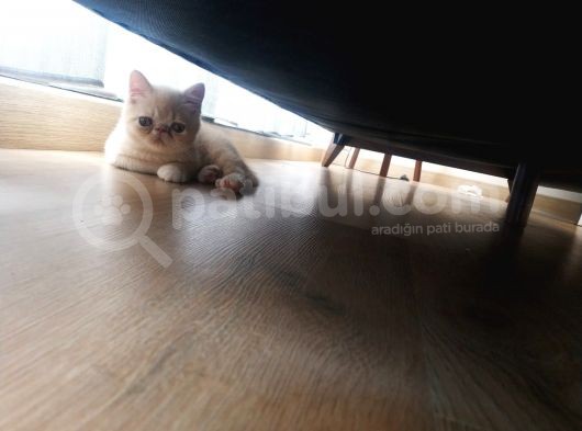 2 Aylık Exotic Shorthair Safkan görsel