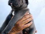 A Kalite Blue Cane Corso Yavrular