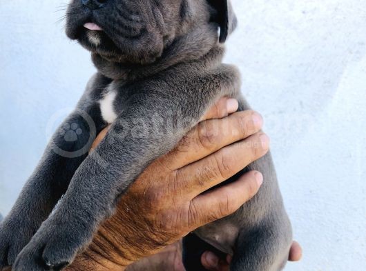 A Kalite Blue Cane Corso Yavrular görsel