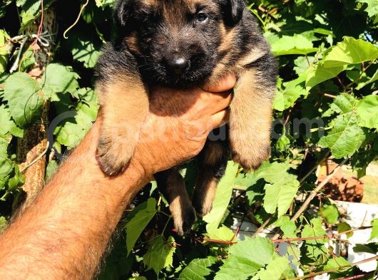 A Kalite Alman Çoban Yavruları görsel