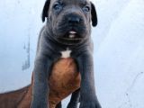 A Kalite Blue Cane Corso Yavrular
