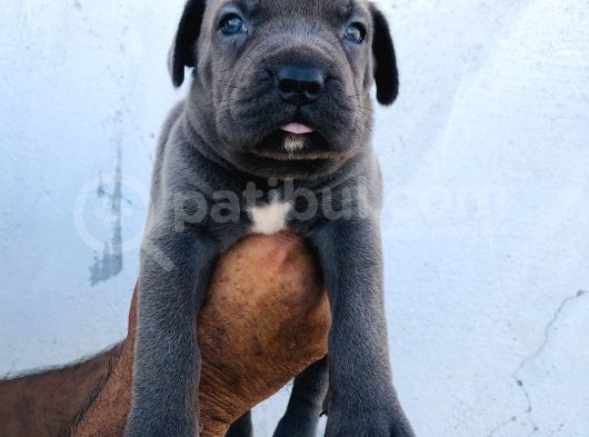 A Kalite Blue Cane Corso Yavrular görsel