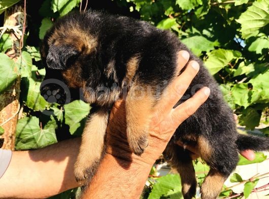 A Kalite Alman Çoban Yavruları görsel