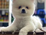 Pomeranian Boo Bebeklerimiz