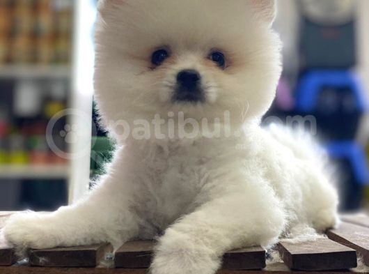 Pomeranian Boo Bebeklerimiz görsel