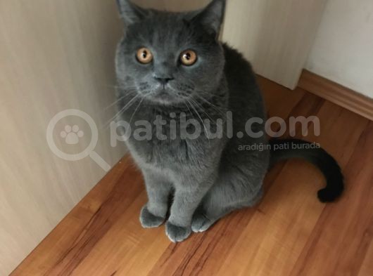 Acil Acil görsel